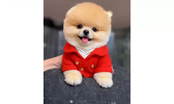 Kirmizi Ceketli Gülen Yüz Pomeranian Boo