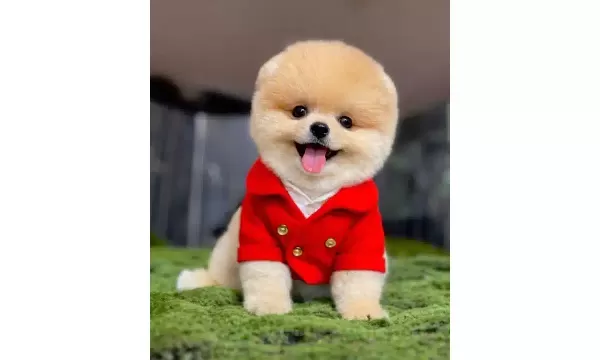 Kirmizi Ceketli Gülen Yüz Pomeranian Boo