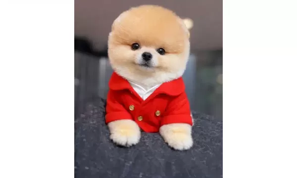 Kirmizi Ceketli Gülen Yüz Pomeranian Boo