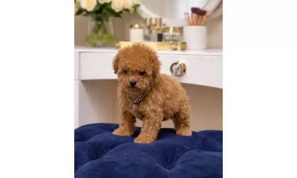 Evimizin Yeni Uyesi Kore Kan Hattı Poodle Yavrusu