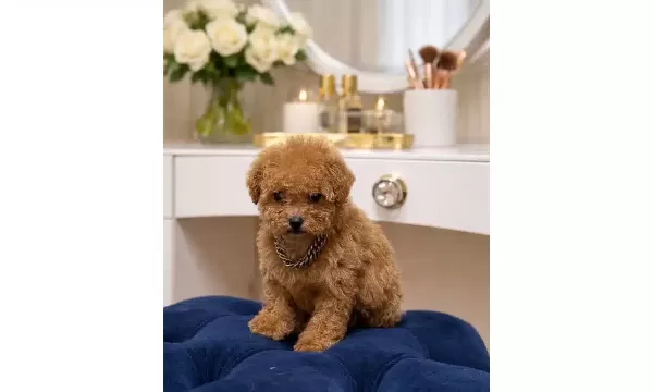 Evimizin Yeni Uyesi Kore Kan Hattı Poodle Yavrusu
