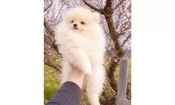 Bayram Sekeri Pomeranian Boo Kucuk Dostunuz
