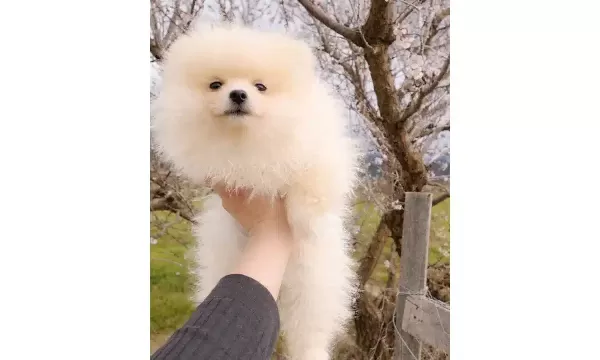 Bayram Sekeri Pomeranian Boo Kucuk Dostunuz