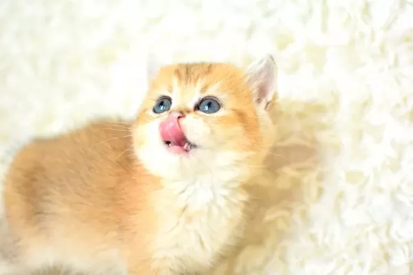 Sampiyon Soyundan Golden British Shorthair