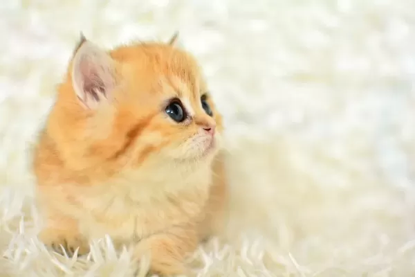 Golden Renginin British Shorthair