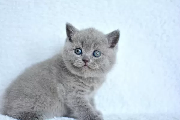 Show Kalite Gri British Shorthair Yavrumuz