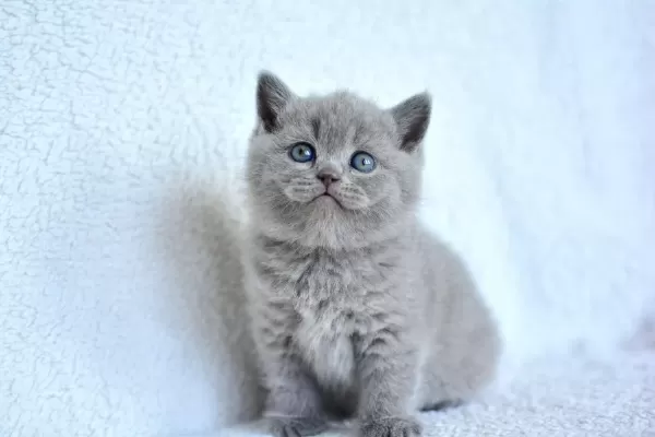 Show Kalite Gri British Shorthair Yavrumuz