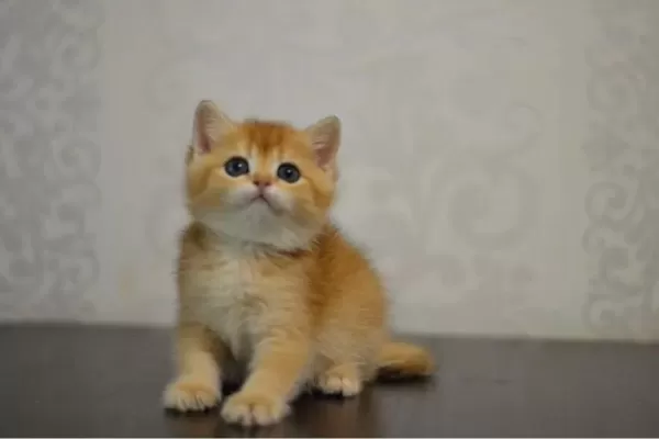 Bal Gibi Ny11 Golden British Shorthair