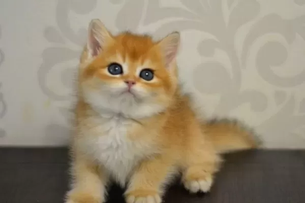 Bal Gibi Ny11 Golden British Shorthair