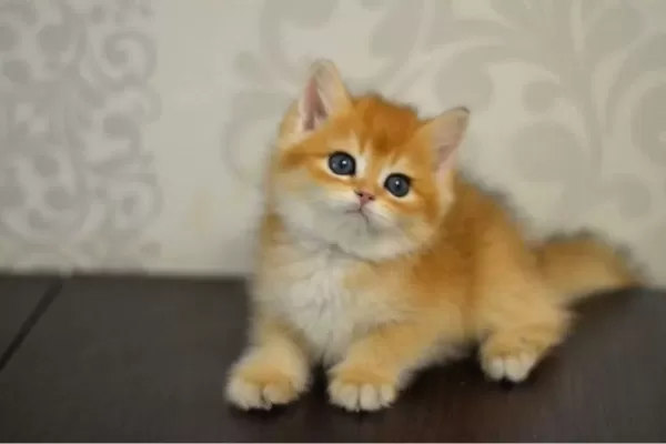 Bal Gibi Ny11 Golden British Shorthair