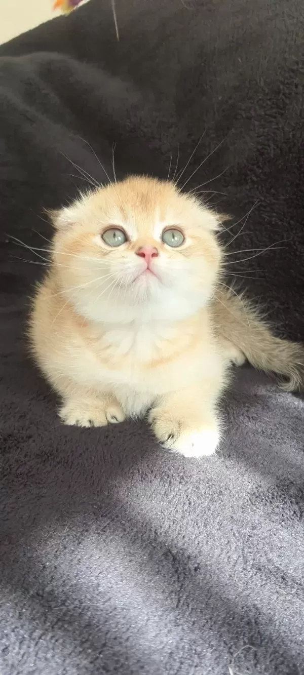 En Nadir Ny11 Golden Scottish Fold Yavrumuz