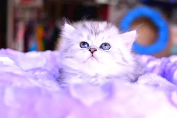 Muhteşem Kafa Yapısına Sahip Ns25 Silver British Longhair