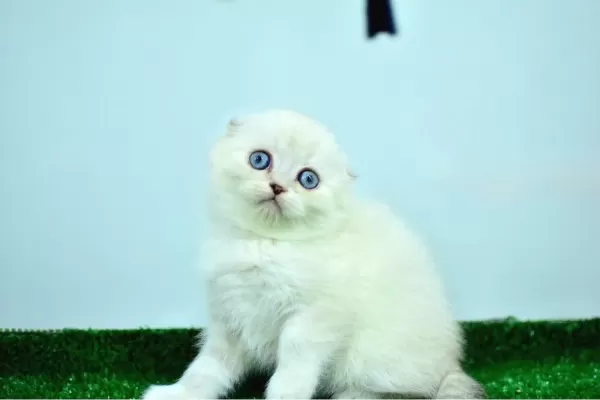 Bem Beyaz Ns 11 33 Scottish Fold