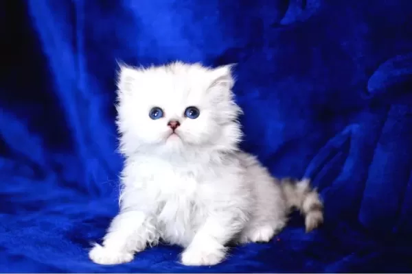 1 Sınıf Silver British Longhair Yavrumuz Ns1133