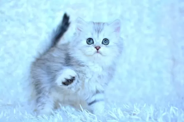 Show Kalite Silver Ns11 British Longhair