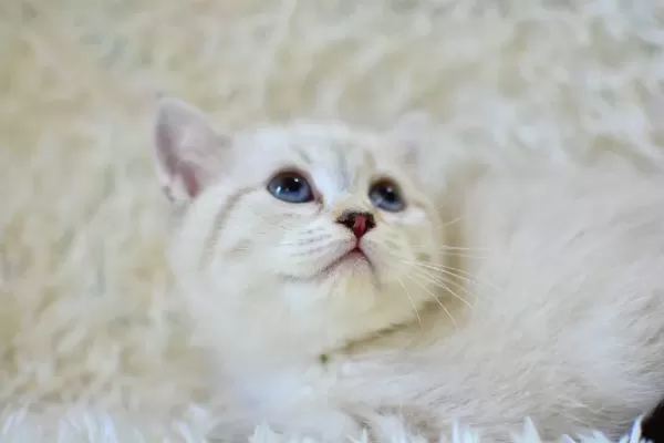 Sampiyon Soyundan Lynx British Shorthair