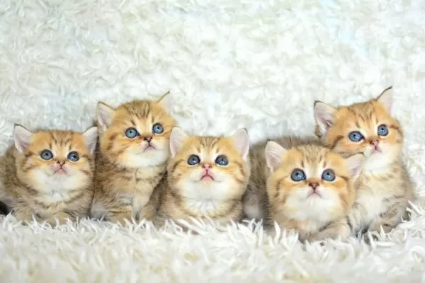 Show Clas Golden British Shorthair