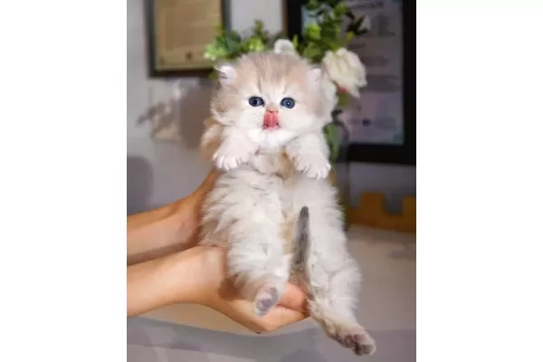 Nadir Gorulen Ay Golden British Longhair