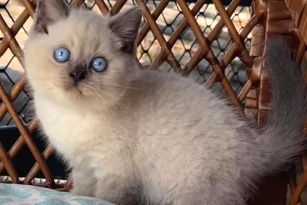 Masmavi Gozleriyle Bluepoint British Shorthair