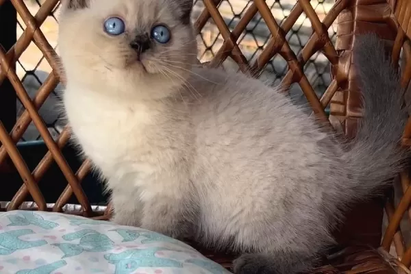 Masmavi Gozleriyle Bluepoint British Shorthair