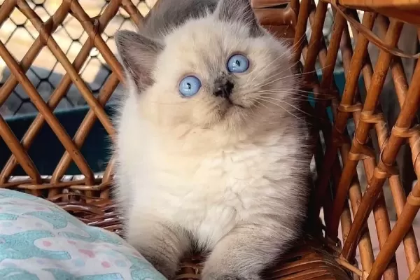Masmavi Gozleriyle Bluepoint British Shorthair