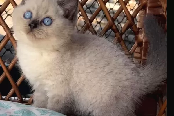 Masmavi Gozleriyle Bluepoint British Shorthair