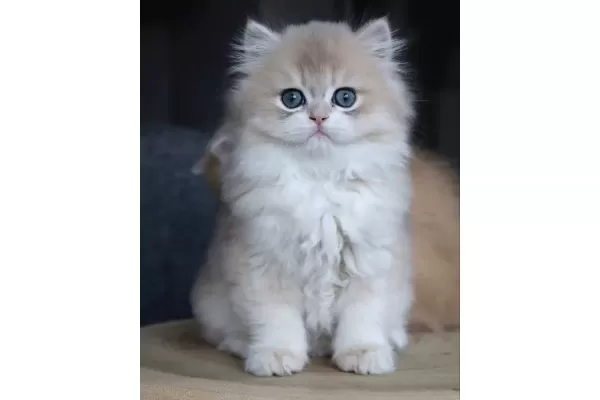 Dikkat Cekici Ay Golden British Longhair