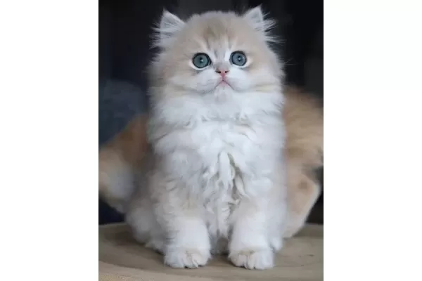 Dikkat Cekici Ay Golden British Longhair