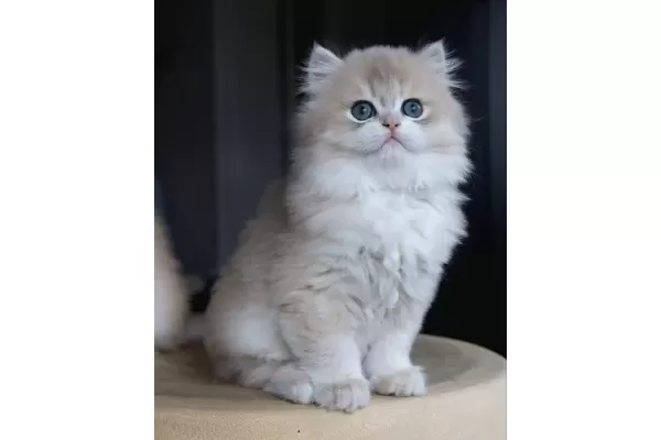 Dikkat Cekici Ay Golden British Longhair