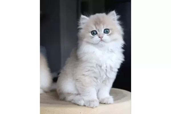 Dikkat Cekici Ay Golden British Longhair