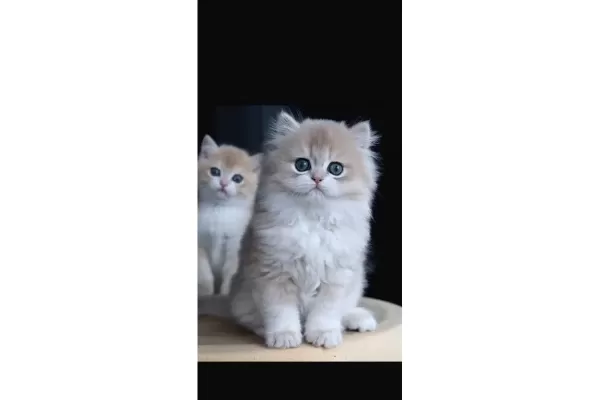 Dikkat Cekici Ay Golden British Longhair