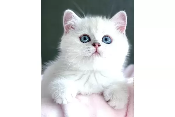 Dunya Guzeli Silver British Shorthair Ns1133