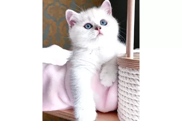 Dunya Guzeli Silver British Shorthair Ns1133