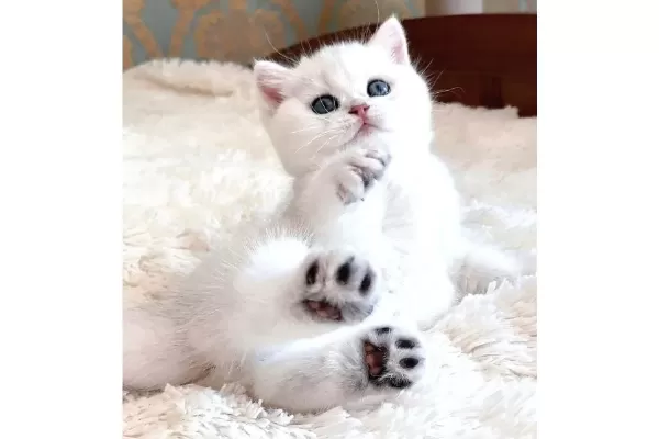 Dunya Guzeli Silver British Shorthair Ns1133