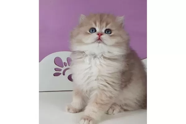 Yumusacık Ay Golden British Longhair