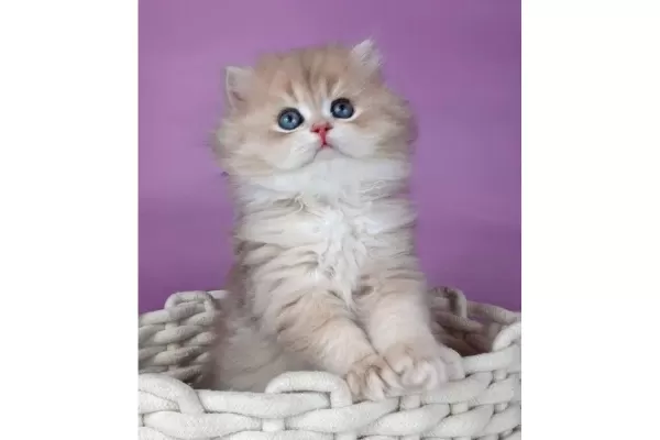 Yumusacık Ay Golden British Longhair
