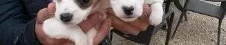 Irk Garantili Jack Russel Yavruları