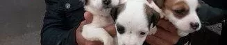 Irk Garantili Jack Russel Yavruları