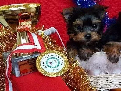 Irk Garantili Yorkshire Terrier Yavruları