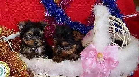 Irk Garantili Yorkshire Terrier Yavruları