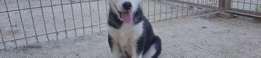 Irk Garantili Husky Yavruları