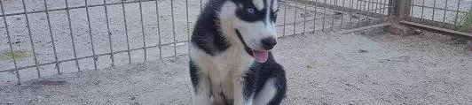 Irk Garantili Husky Yavruları