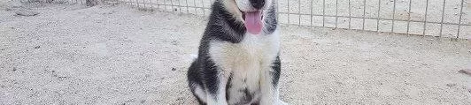 Irk Garantili Husky Yavruları