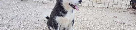 Irk Garantili Husky Yavruları