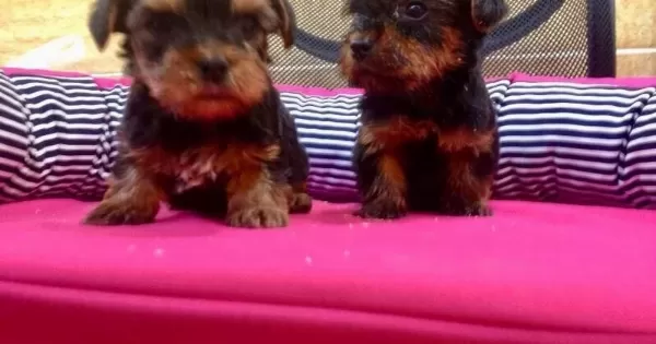 Irk Garantili Harika Yorkshire Terrier Yavrularımız