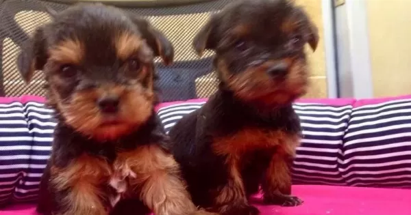 Irk Garantili Harika Yorkshire Terrier Yavrularımız
