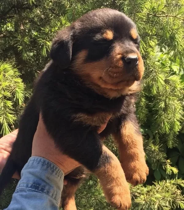 Koca Kafa Rotweiller Yavrularımız