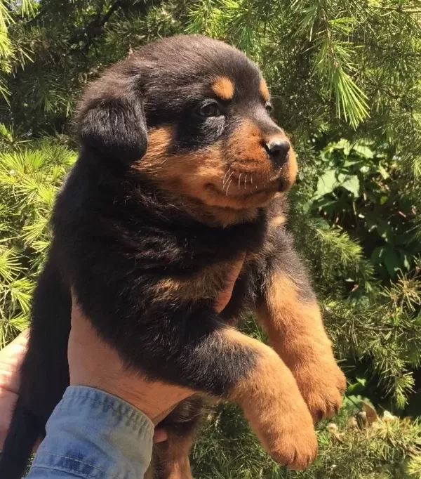 Koca Kafa Rotweiller Yavrularımız