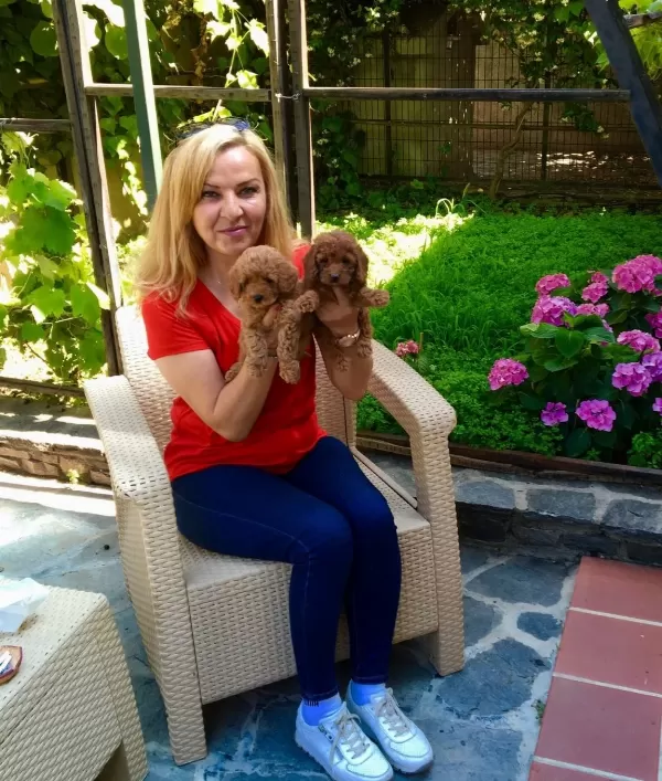 tüy Dokmez Koku Yapmaz Mukemmel Toy Poodle Yavrularımız