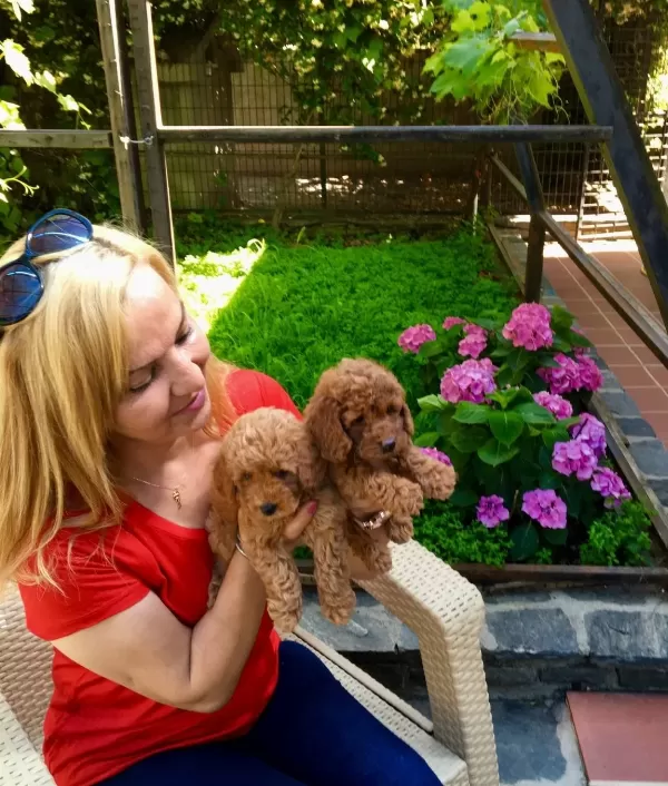 tüy Dokmez Koku Yapmaz Mukemmel Toy Poodle Yavrularımız
